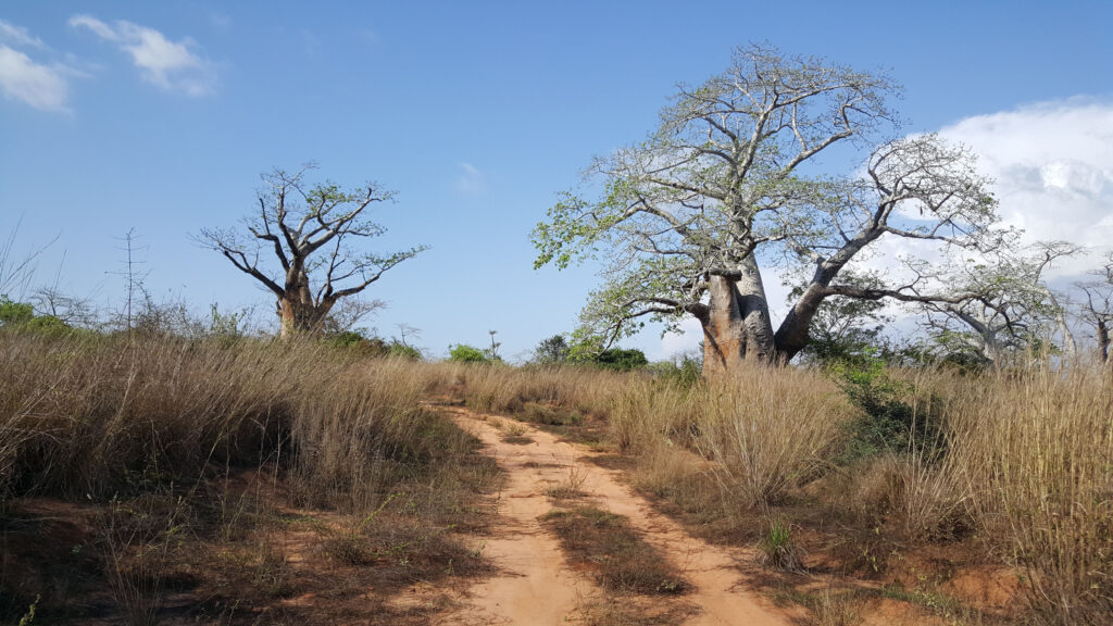 Quiçama National Park: Exploring Angola’s Vast Wildlife Conservation Area