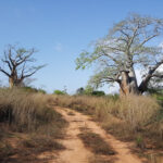 Quiçama National Park: Exploring Angola’s Vast Wildlife Conservation Area