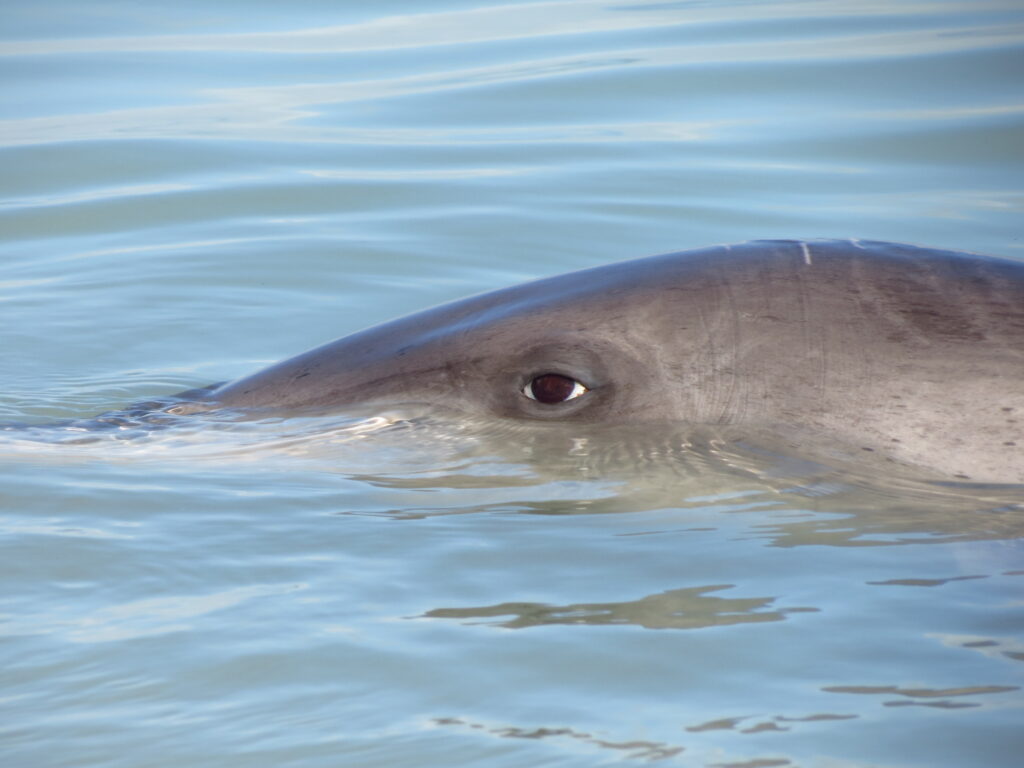 Visit amazing Shark Bay Marine Park in Western Australia.