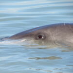 Visit amazing Shark Bay Marine Park in Western Australia.