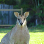 Discover Tropical Paradise: Mission Beach, Queensland, Australia